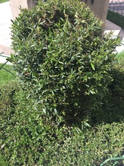 Tracheophyta