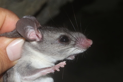 Ototylomys phyllotis