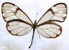 Greta annette