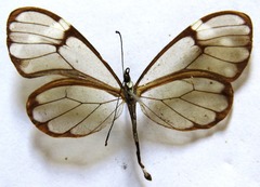 Greta annette