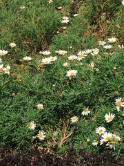 Argyranthemum frutescens