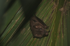 Artibeus jamaicensis yucatanicus