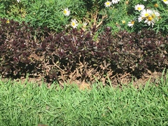 Tracheophyta
