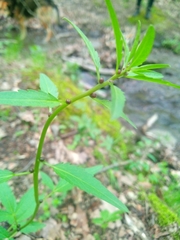 Cardamine bulbifera