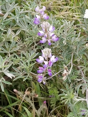 Lupinus variicolor