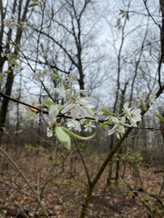 Amelanchier arborea arborea