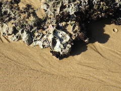 Striostrea margaritacea