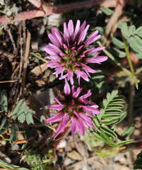 Astragalus glaux