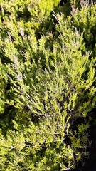 Coleonema pulchellum