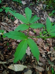 Cardamine bulbifera
