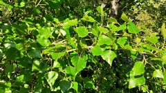 Populus