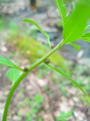 Cardamine bulbifera