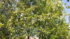 Populus