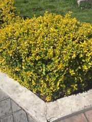 Tracheophyta