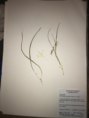 Leucocrinum montanum