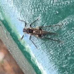 Tuberolachnus salignus