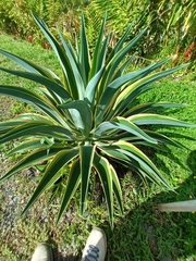 Agave desmettiana