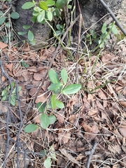 Vaccinium vitis-idaea