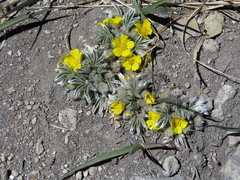 Potentilla concinna