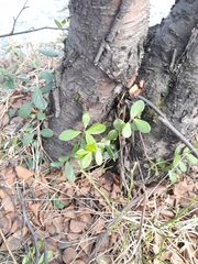Vaccinium vitis-idaea