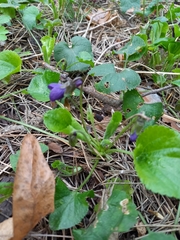 Viola odorata