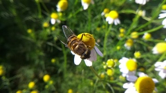 Eristalinus taeniops