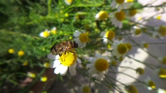 Eristalinus taeniops