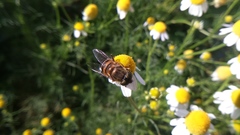 Eristalinus taeniops