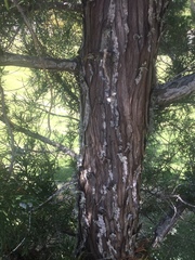 Juniperus bermudiana