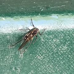 Tuberolachnus salignus
