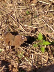 Junonia natalica
