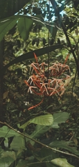 Ixora pendula