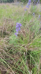 Salvia farinacea