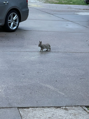 Sylvilagus floridanus