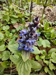 Ajuga genevensis