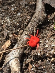 Trombidium holosericeum