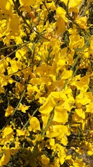 Spartium junceum