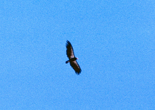 California Condor photographed in California