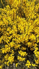 Spartium junceum