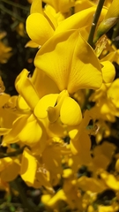 Spartium junceum