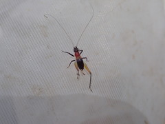 Homoeoxipha lycoides