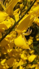 Spartium junceum