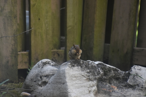 Eastern Chipmunk photographed in Indiana