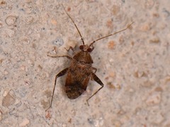 Phytocoris breviusculus