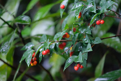 Wikstroemia nutans