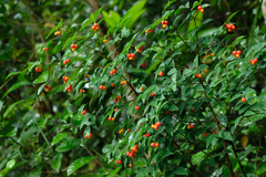 Wikstroemia nutans