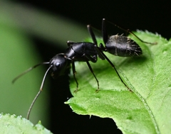 Camponotus japonicus