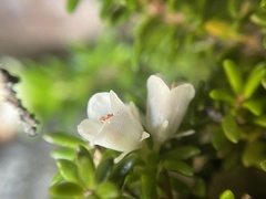 Erica depressa