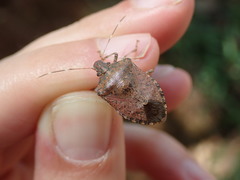 Halyomorpha picus