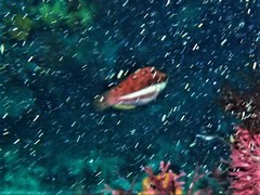 Pseudolabrus biserialis